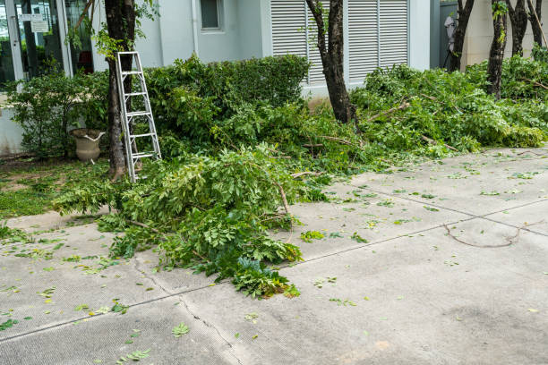 Why Choose Our Tree Removal Services in Bridgman, MI?