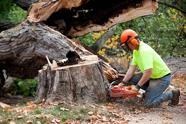 Best Arborist Consultation Services  in Bridgman, MI